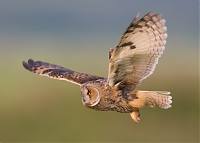 Wildlife_Photography-Nature_Photo_Portal-EdwardvanAltena-Long_Eared_Owl.jpg